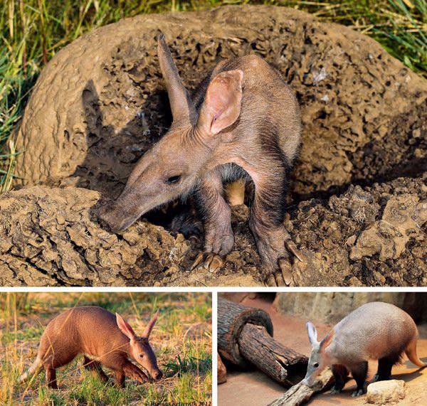 槽點滿滿的小怪物土豚aardvark