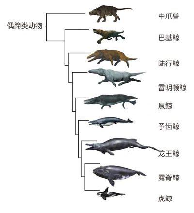 鲸进化图表图片
