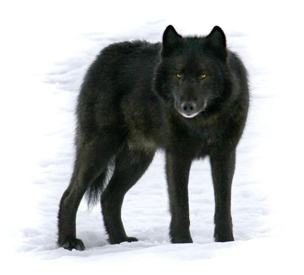 三江源国家公园发现罕见黑狼