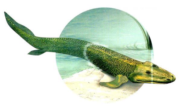 寻找人体内的鱼祖先