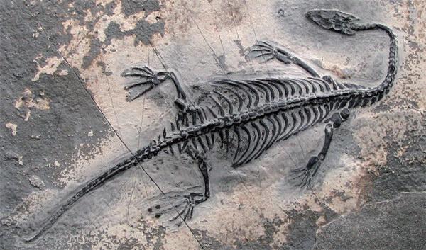 热河龙化石图片