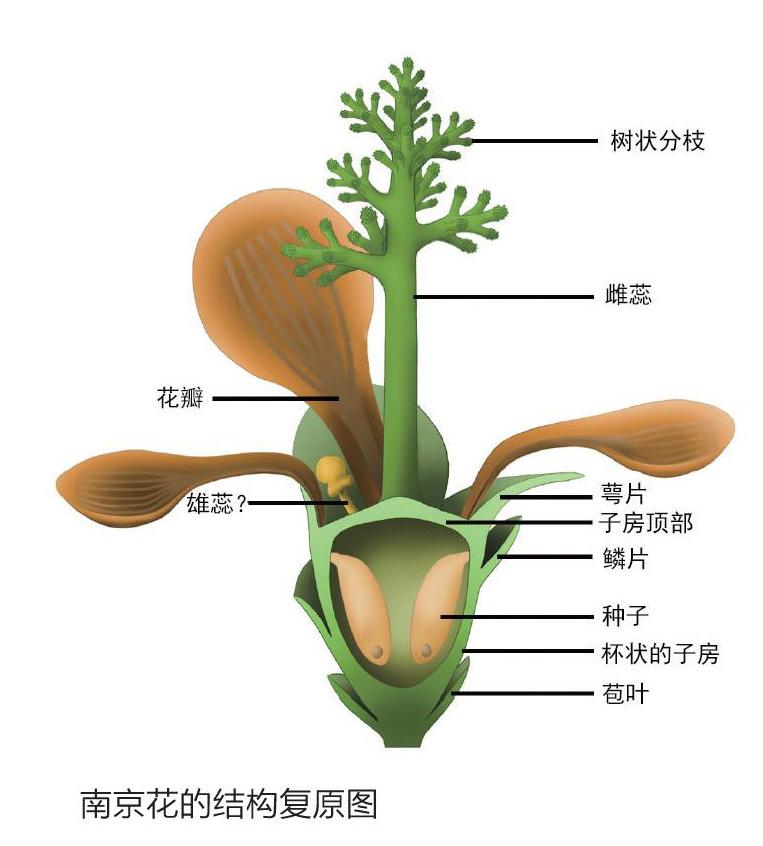 长寿花结构图图片