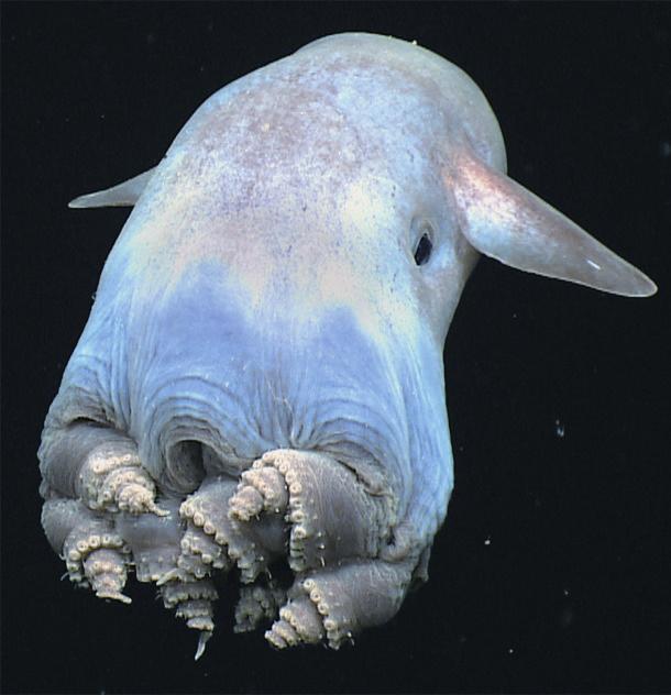 马里亚纳海沟生物照片图片