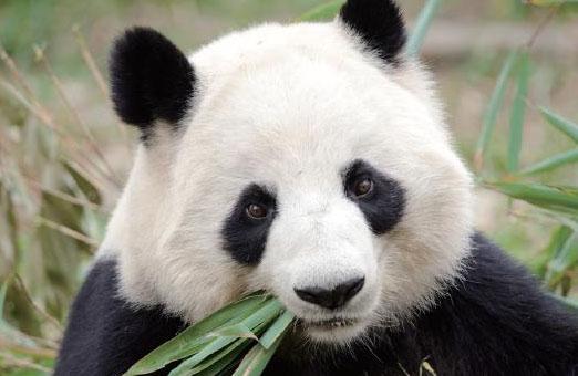 大熊猫消化吸收的营养结构更接近肉食动物 参考网