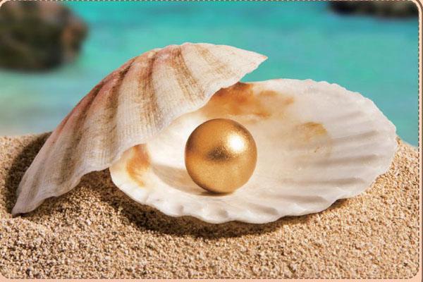 贝壳孕育珍珠图片