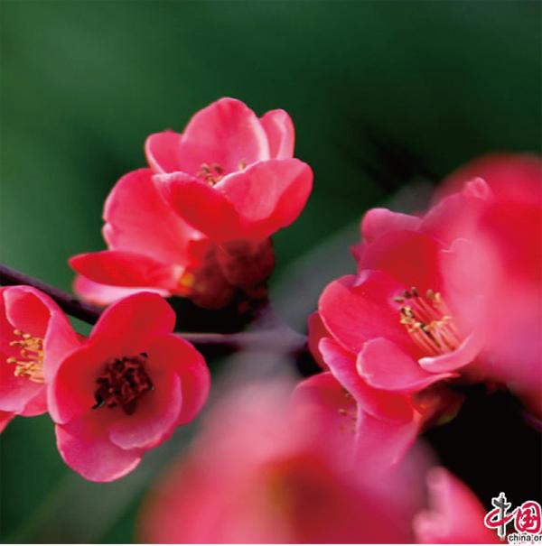 七星海棠花图片欣赏图片