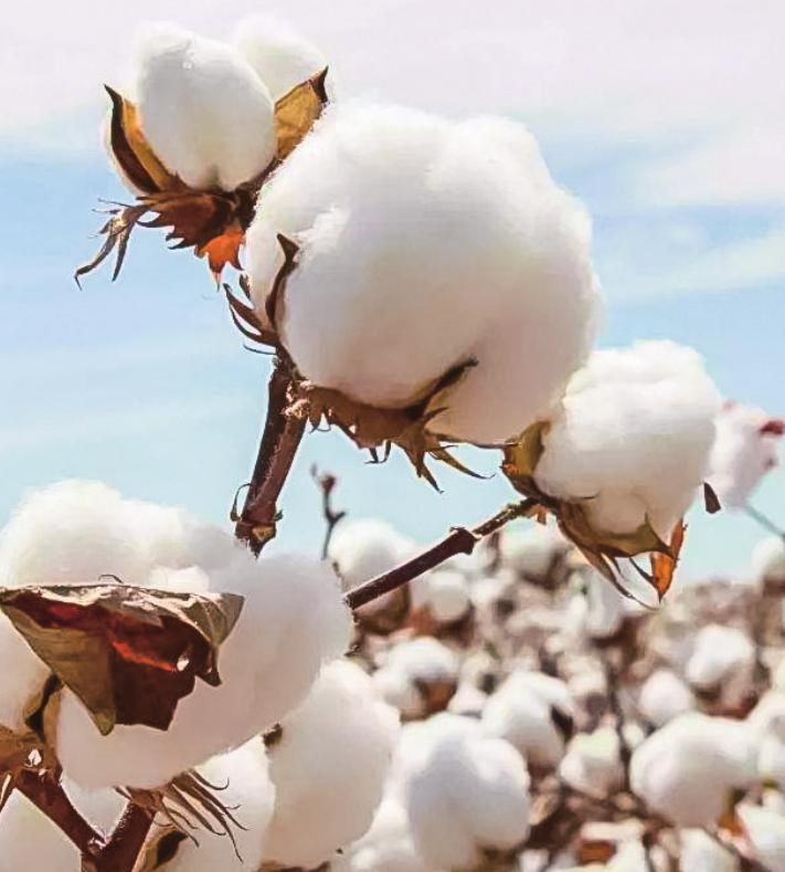 提升中国棉花产业链价值的思考