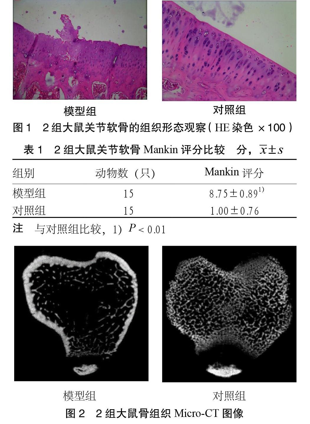 大鼠关节滑膜图片