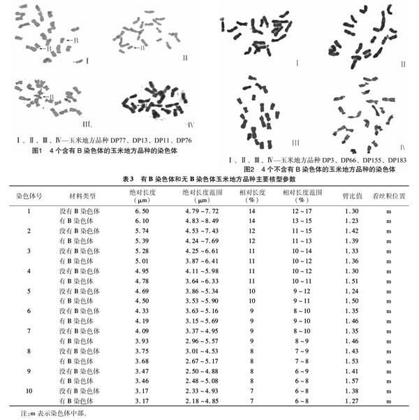 玉米地方品种b染色体鉴定及其核型分析