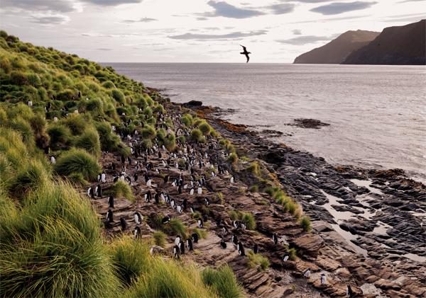 在西提斯湾东边不远处的埃斯塔多斯岛,一只海燕飞过一群南跳岩企鹅