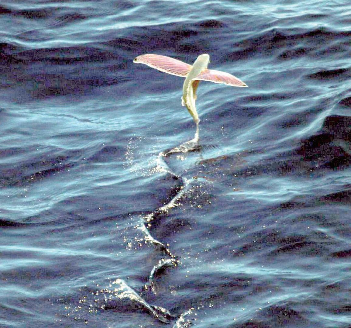 无数条长着翅膀的小鱼成群结队地跳出水面,奋力扇动着翅膀,摇着
