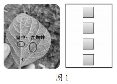 校园生物种群探秘 参考网