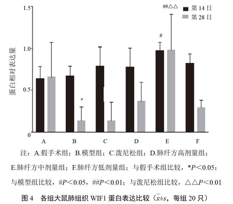 肺纖方對博來黴素誘導肺纖維化大鼠wnt3aβcateninwif1和lrp表達的