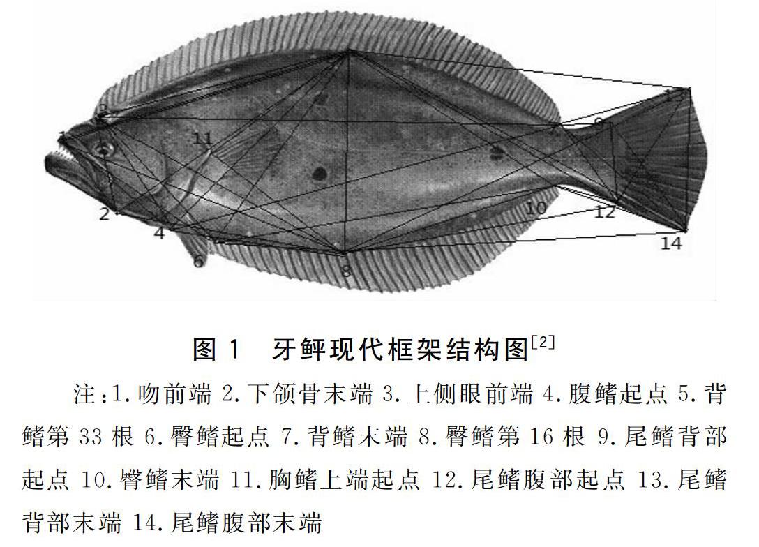 雌核发育野生及养殖牙鲆形态差异分析