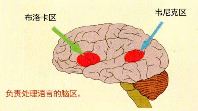 大脑语言区域的分工也很模糊:一些区域会同时在多种功能语言活动中起