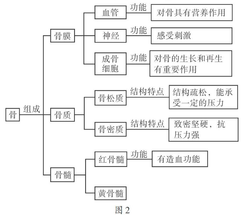 初二生物骨的结构图图片