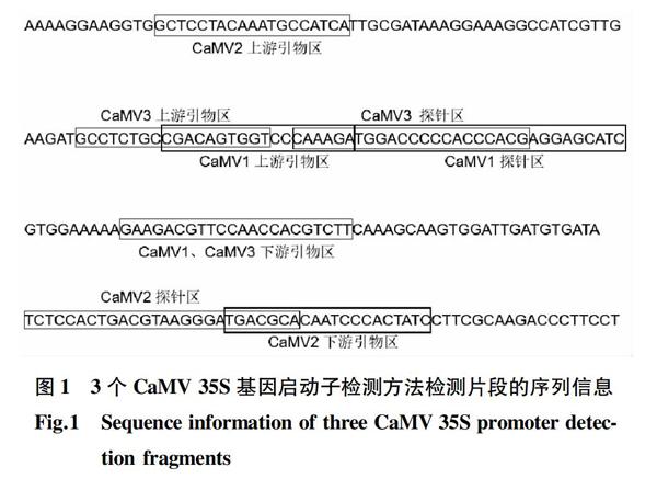 转基因产品camv35s启动子基因实时荧光pcr检测方法中引物探针序列特征