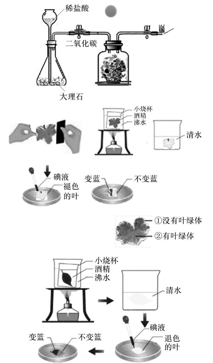 光合作用实验图解图片