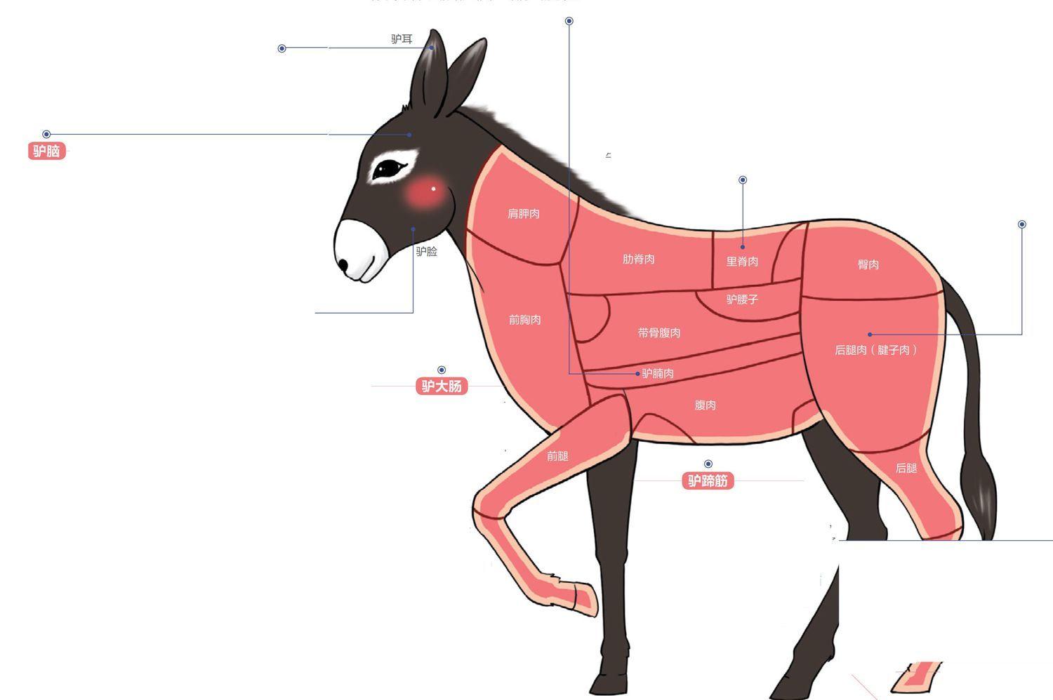 驴的消化系统示意图图片
