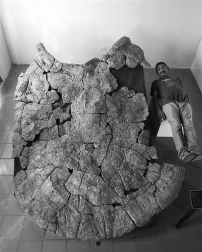 龟壳化石和贝之化石图片
