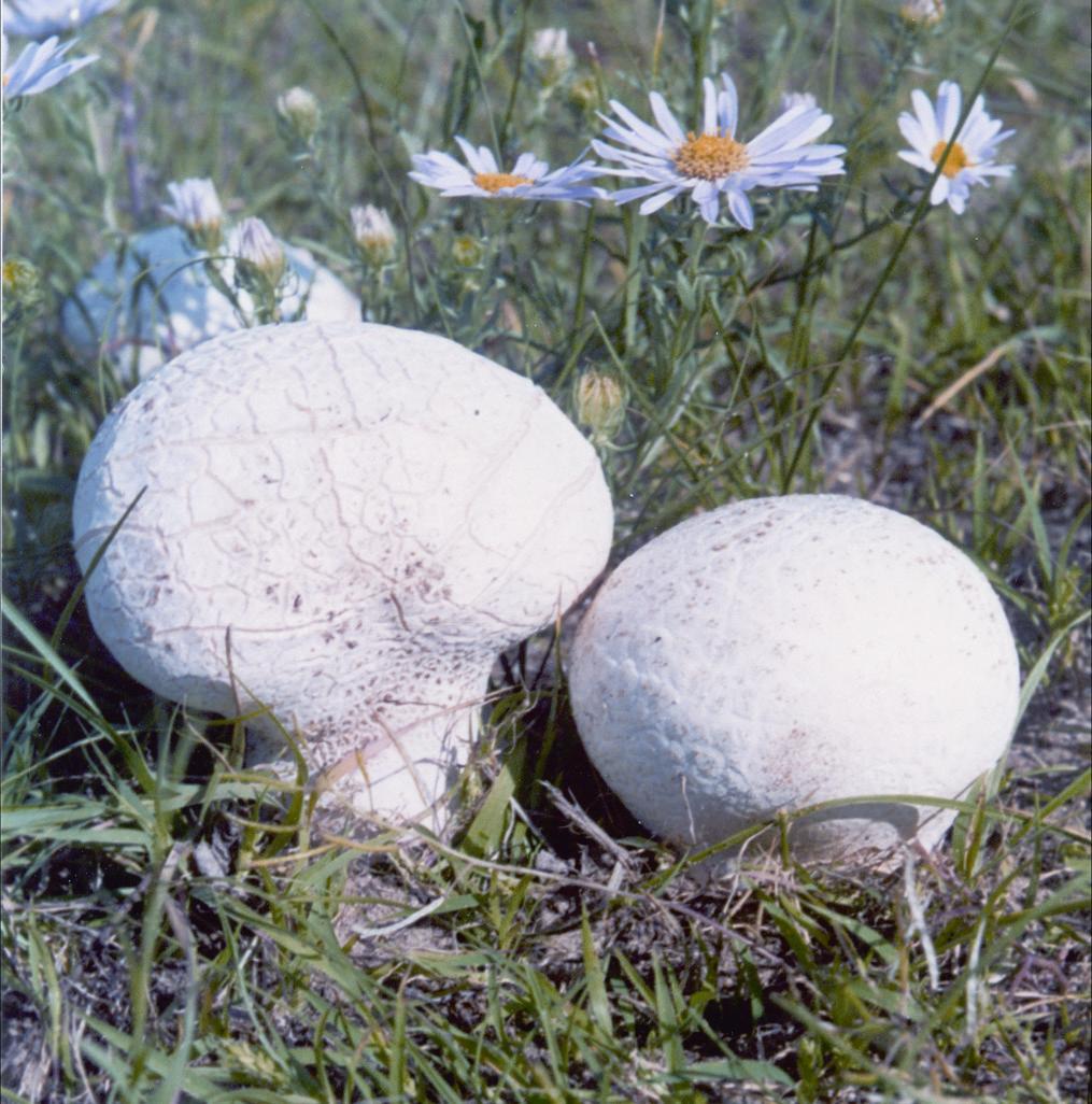 马勃:清热利咽的大蘑菇