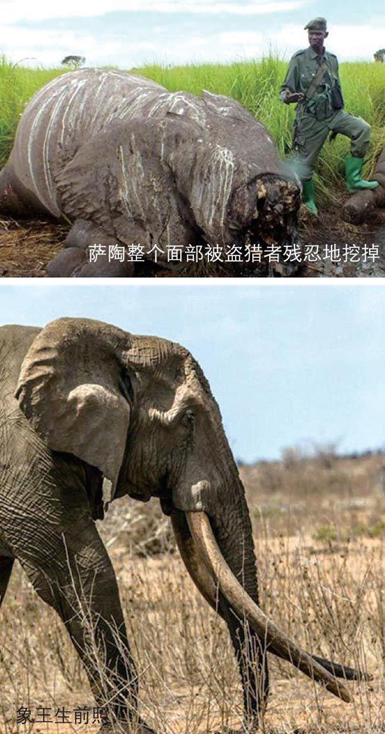 象王萨陶凶手图片