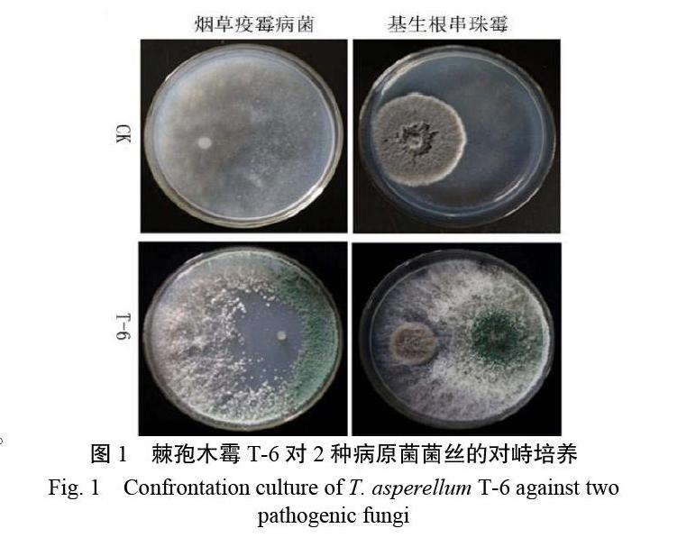 结果表明,棘孢木霉t-6对烟草黑胫病菌,烟草根黑腐病菌的菌丝生长抑制