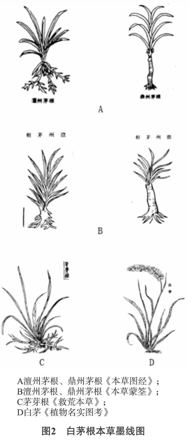 大叶仙茅简笔画图片