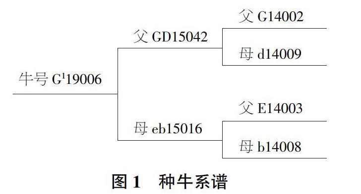 保种育种场种牛编号方法与应用