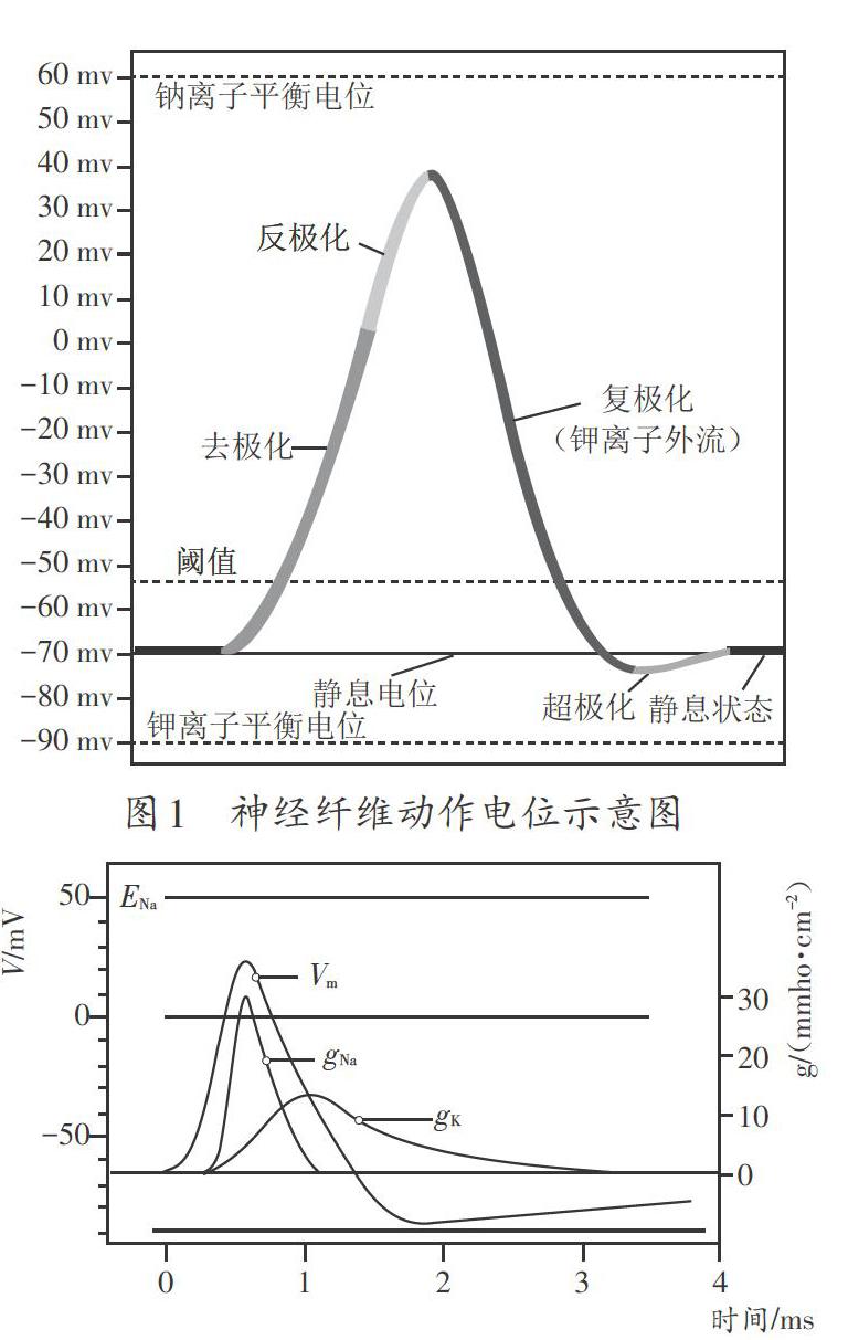 膜电位变化曲线图图片