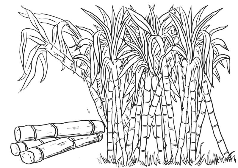 甘蔗种植简笔画图片