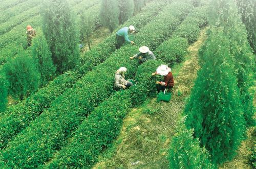 寫就了這山東茶史光輝的開篇,他們的生活因茶而改變,他們對魯茶品牌