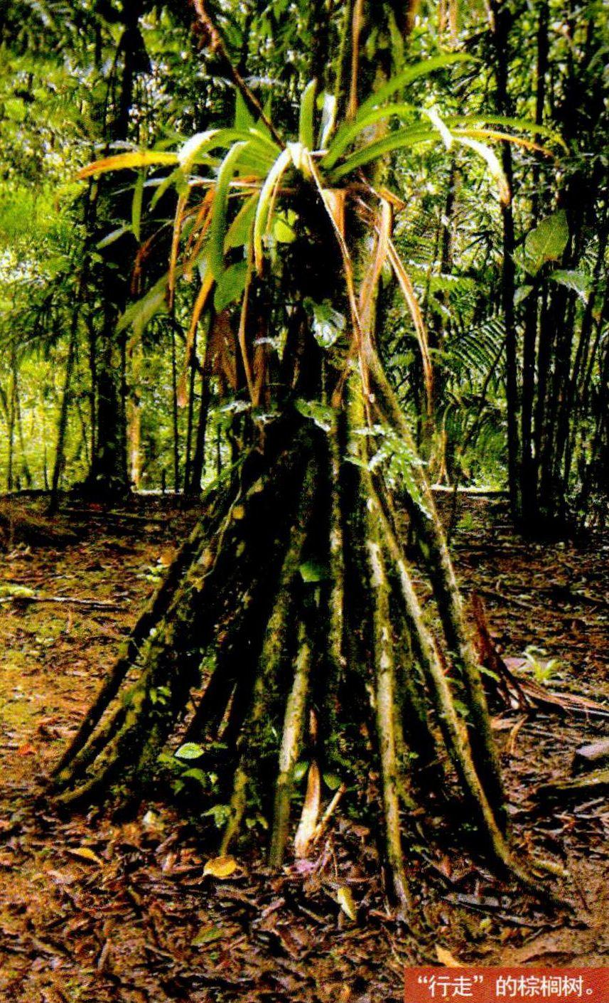 亚马逊雨林的危险植物图片