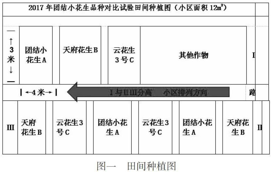 团结小花生花生品种田间种植对比试验