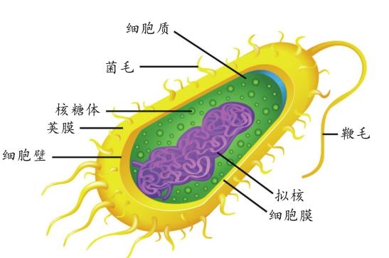 细菌与病毒——从两界到六界