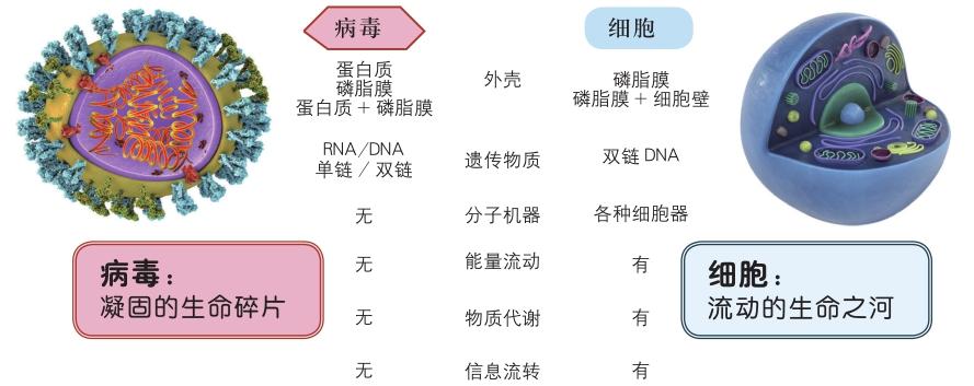 霍乱现在叫什么病毒_病毒霍乱叫现在什么名字_霍乱病毒有多可怕