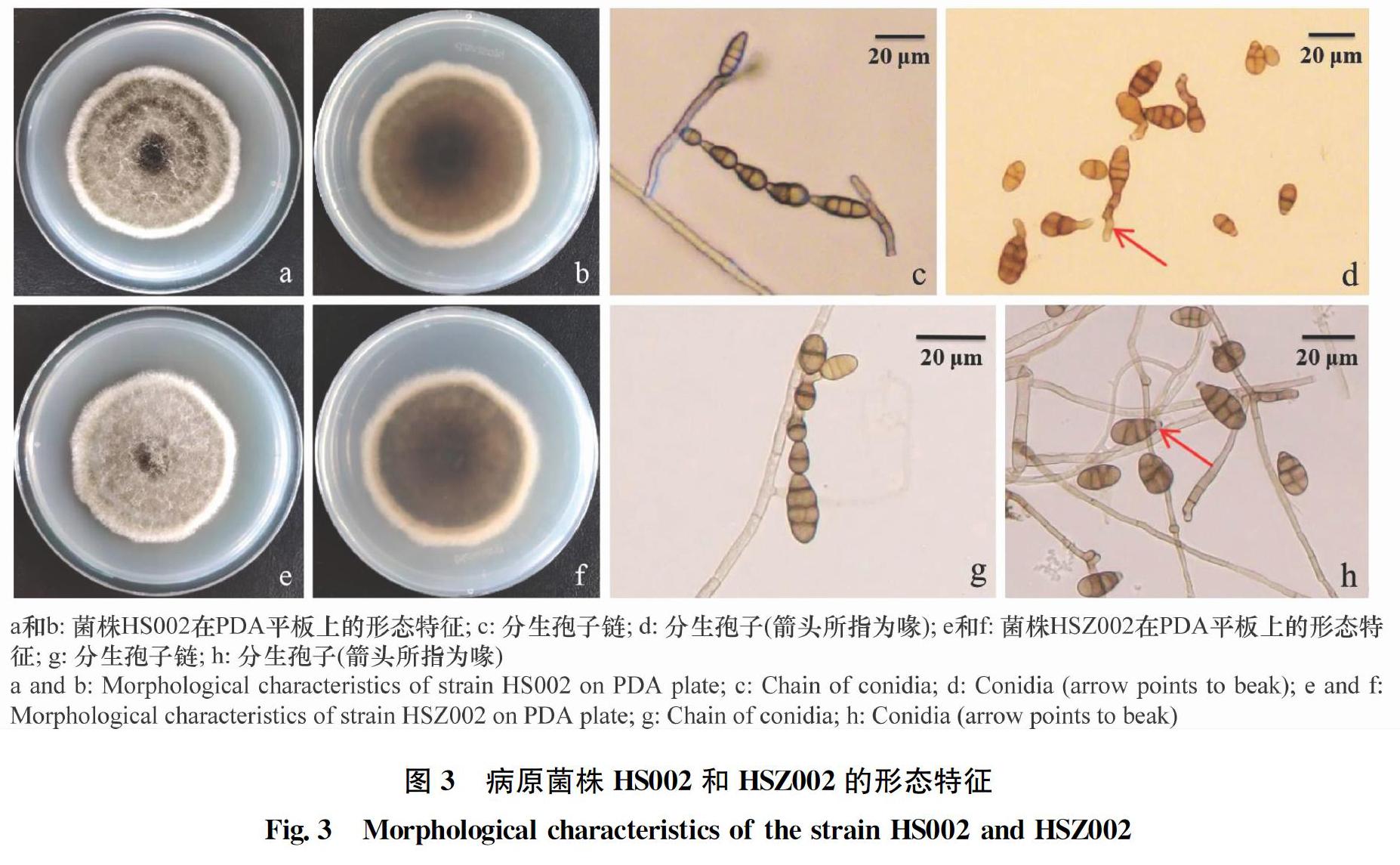 石楠叶斑病病原图片