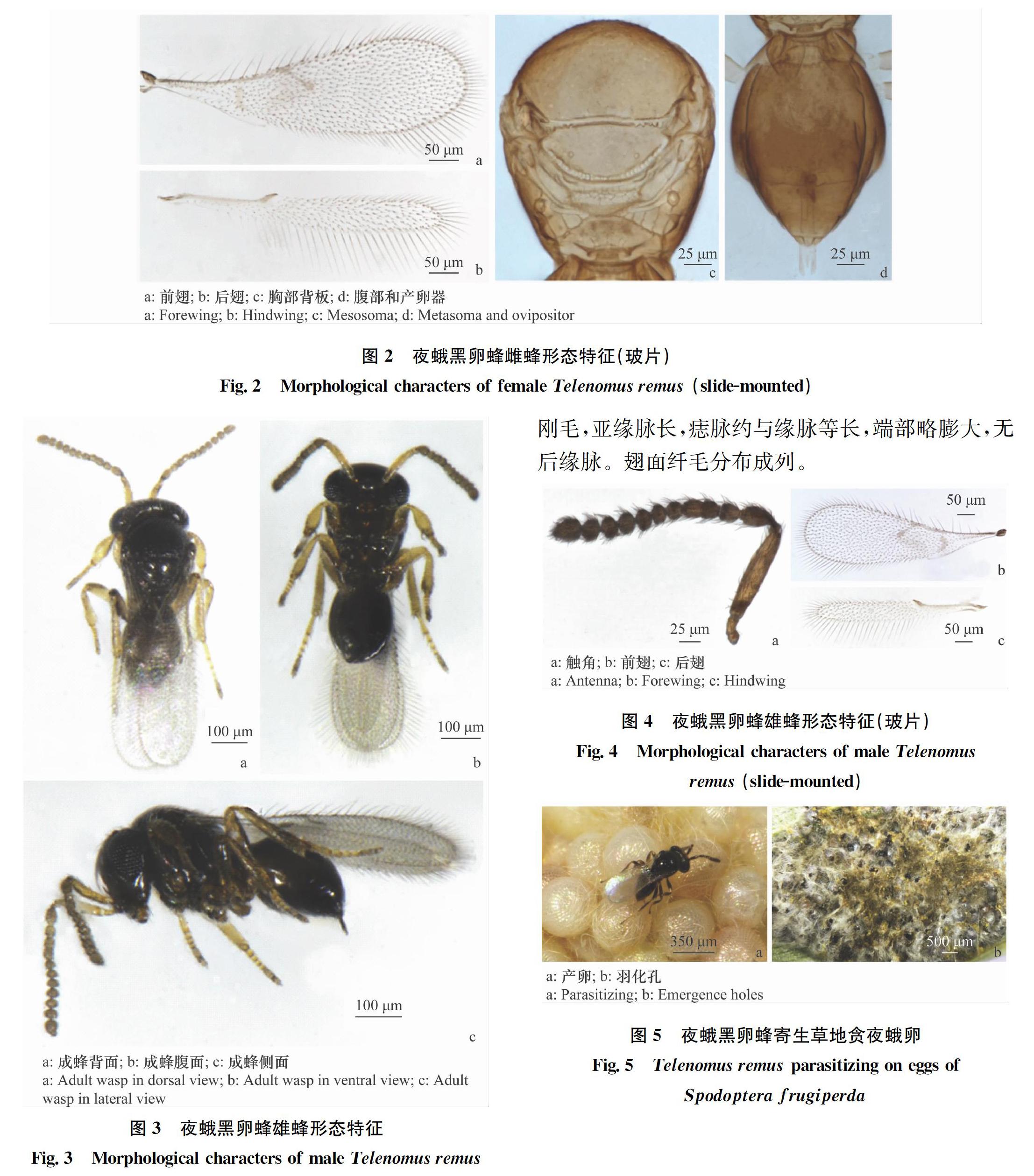 蜂的种类图谱寄生蜂图片