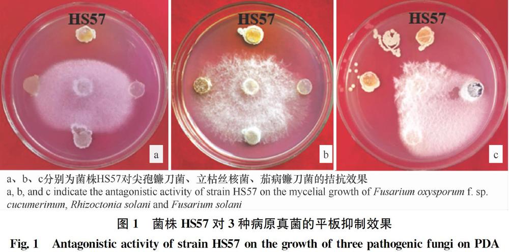 具防病並提高植物耐旱功能的小鏈黴菌hs57的篩選