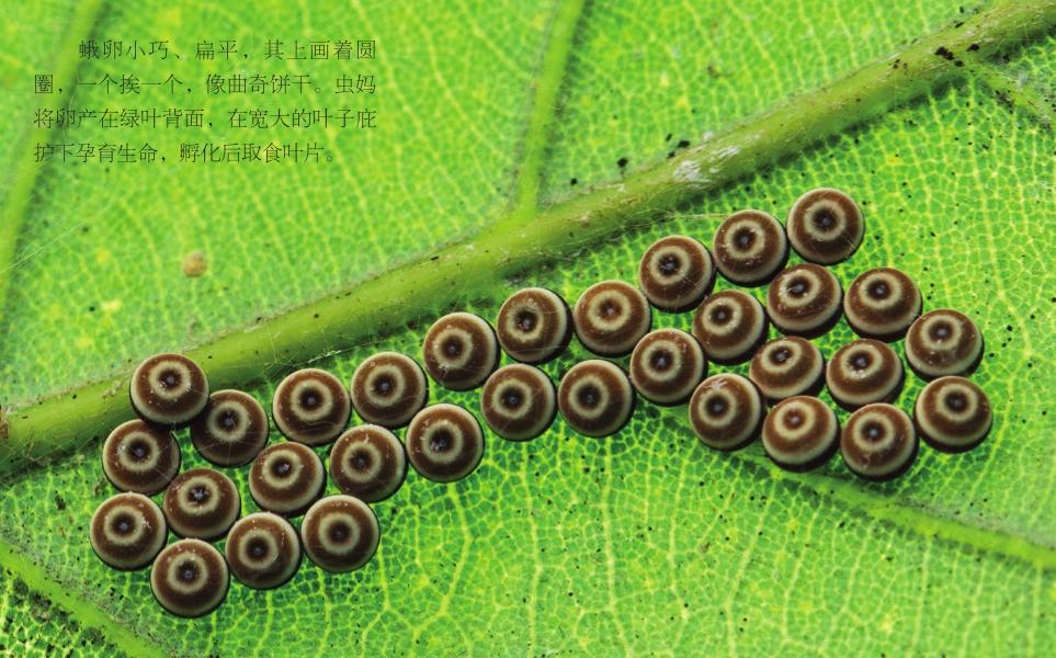 茶翅蝽虫卵图片