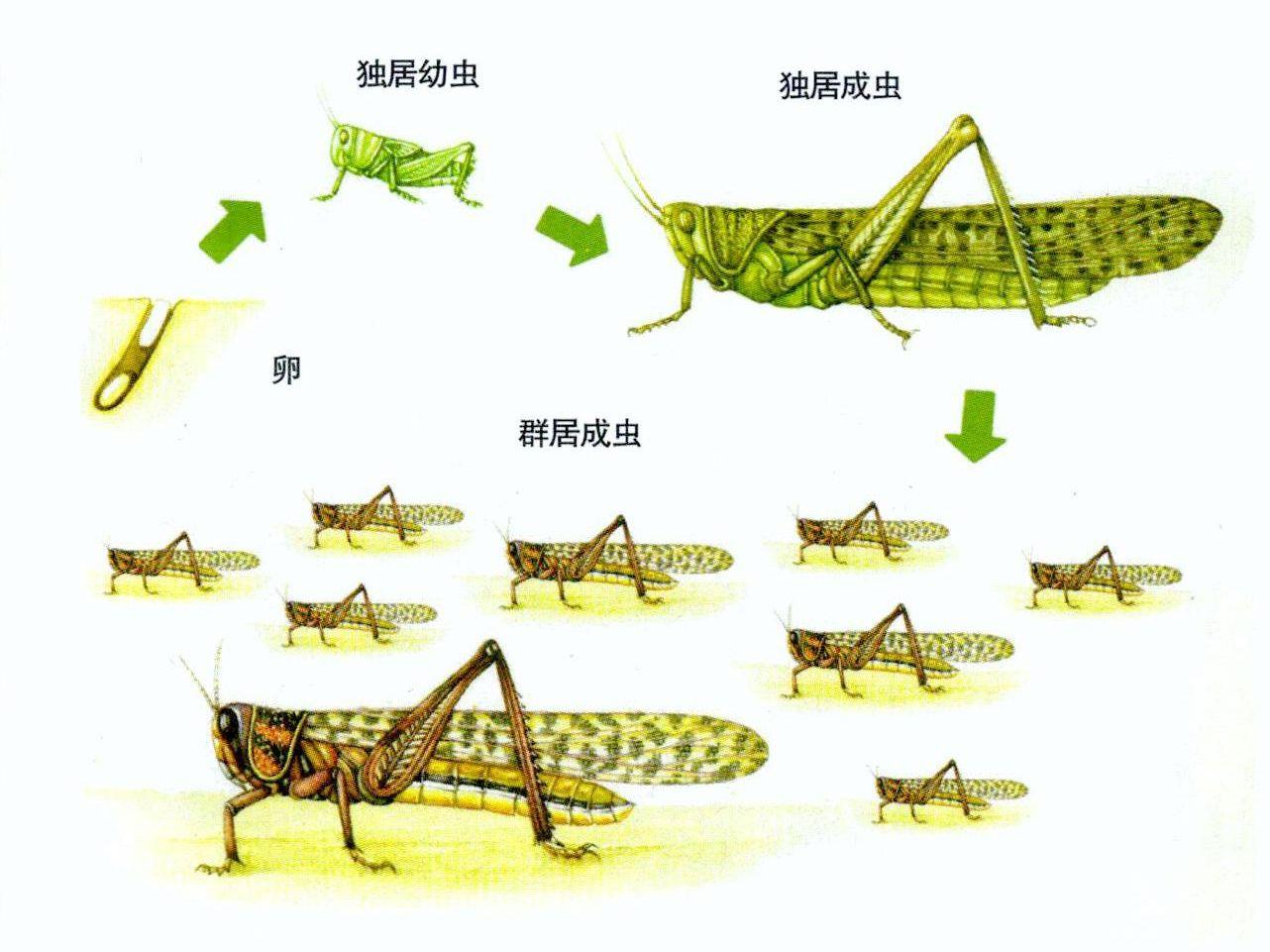 蝗虫种类图片介绍图片