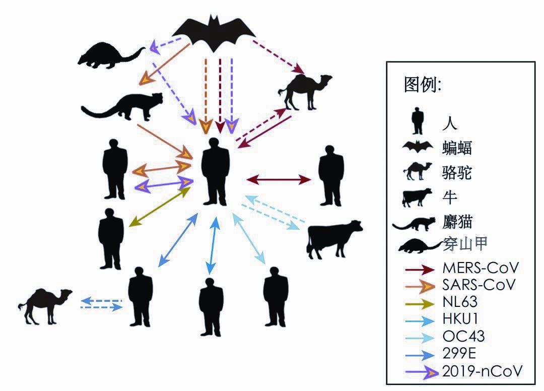 蝙蝠,罪魁祸首还是无辜受害?