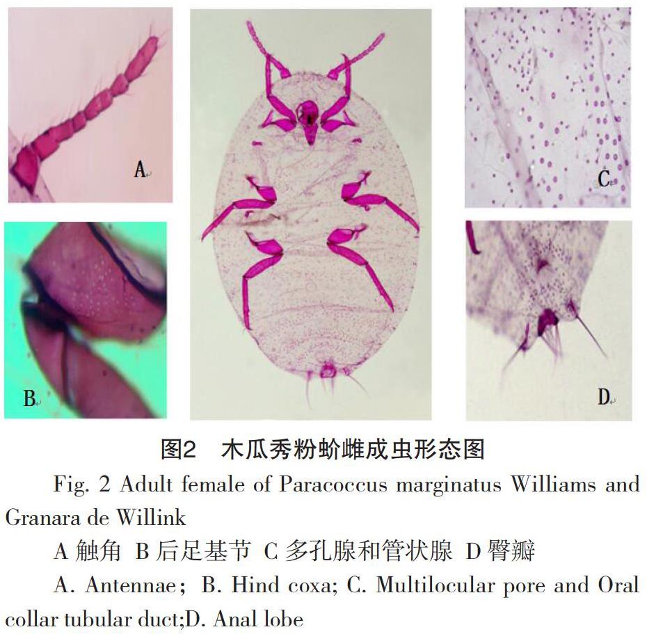 龙眼粉蚧图片