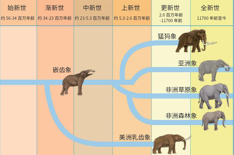 大象的进化过程图片