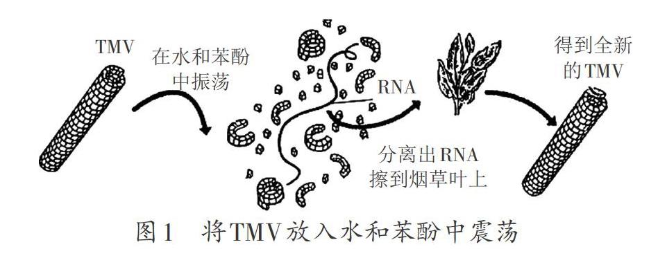 烟草花叶病毒结构图图片