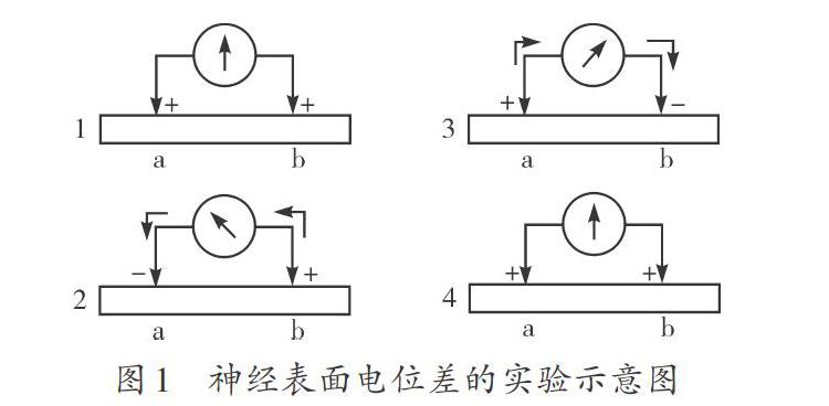 对插图神经表面电位差的实验示意图