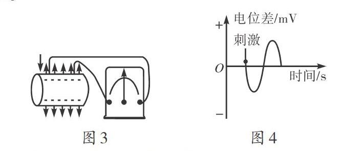 对插图神经表面电位差的实验示意图