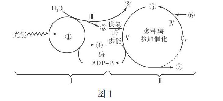 利用 图表转换 突破光合作用难点 参考网