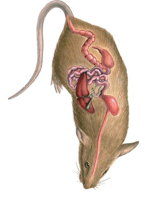 小鼠的肝脏分叶图图片