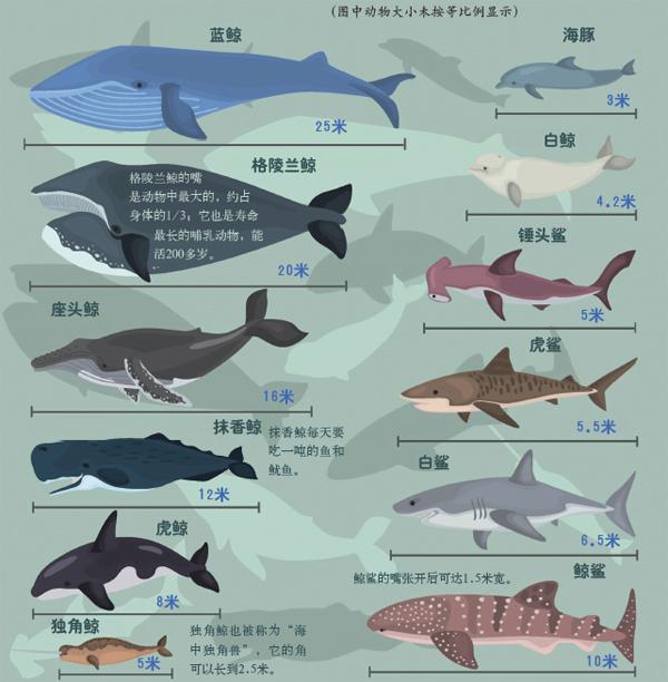 这些海洋动物究竟谁更长?